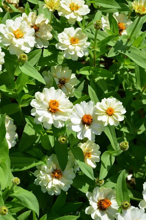 Zinnia x 'Profusion blanc double'